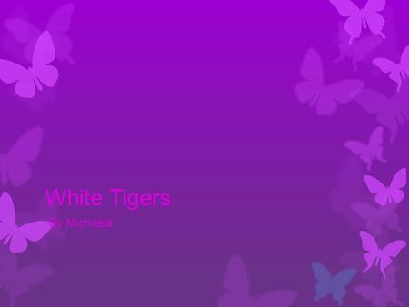 White Tigers By:Michaela. Pictures Size & Weight SSize 2.4m-3.3m (6.8ft-11ft) WWeight 140kg-300kg ( 309lbs-660lbs)