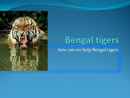 How can we help Bengal tigers. Fun facts Bengal tigers are really smart and really colorful. Tigers are the largest members of the cats family and are.