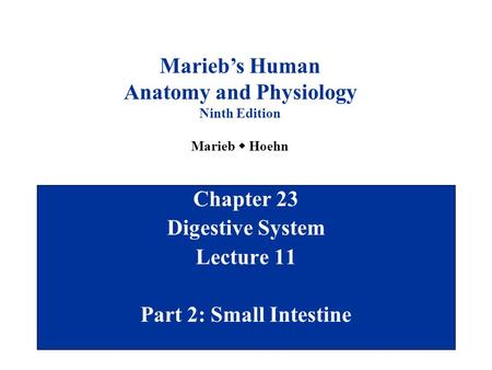 Chapter 23 Digestive System Lecture 11 Part 2: Small Intestine