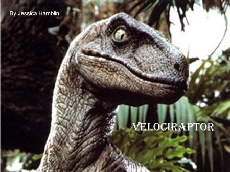 Velociraptor By Jessica Hamblin Velociraptor By Jessica Hamblin.