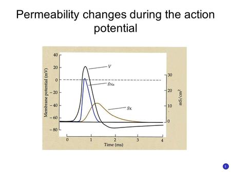 Permeability changes during the action potential