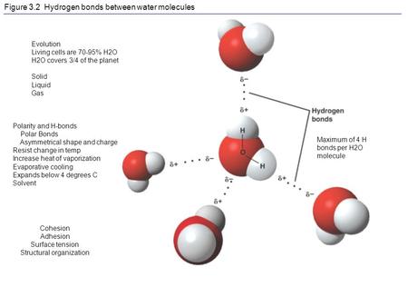 Figure 3.2 Hydrogen bonds between water molecules Evolution Living cells are 70-95% H2O H2O covers 3/4 of the planet Solid Liquid Gas Polarity and H-bonds.