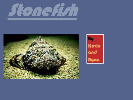 Stonefish By Kovie and Ryan. HABITATS  The stone fishes habitat is a ocean reef deep down in the Indian Ocean.