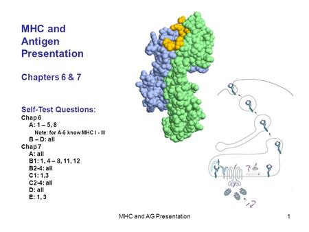 MHC and AG Presentation1 MHC and Antigen Presentation Chapters 6 & 7 Self-Test Questions: Chap 6 A: 1 – 5, 8 Note: for A-5 know MHC I - III B – D: all.