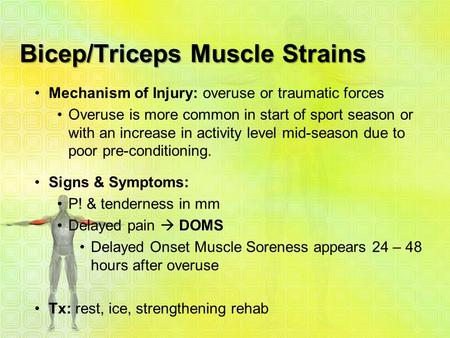 Bicep/Triceps Muscle Strains Mechanism of Injury: overuse or traumatic forces Overuse is more common in start of sport season or with an increase in activity.