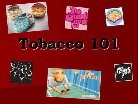 Tobacco 101. Tobacco Trivia Nicotine from an intravenous injection will cause the average sized man or woman to become sick within a few minutes? Nicotine.