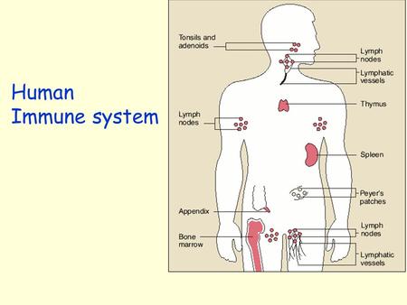 Human Immune system.