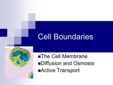 The Cell Membrane Diffusion and Osmosis Active Transport