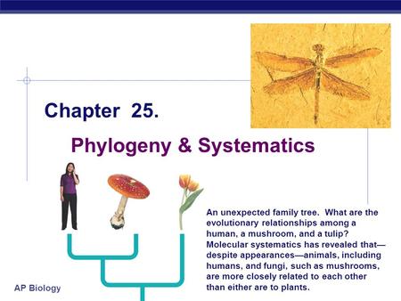 AP Biology 2004-2005 Chapter 25. Phylogeny & Systematics An unexpected family tree. What are the evolutionary relationships among a human, a mushroom,