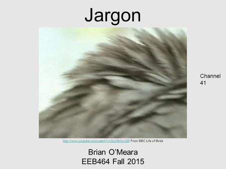Jargon Brian O’Meara EEB464 Fall 2015  From BBC Life of Birds Channel.