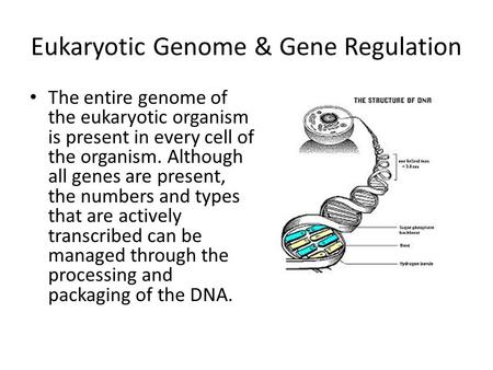 Eukaryotic Genome & Gene Regulation The entire genome of the eukaryotic organism is present in every cell of the organism. Although all genes are present,
