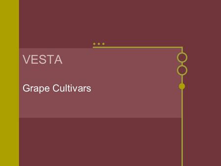 VESTA Grape Cultivars. Grapes in a Variety of Forms.