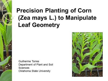 Precision Planting of Corn (Zea mays L.) to Manipulate Leaf Geometry Guilherme Torres Department of Plant and Soil Sciences Oklahoma State University.