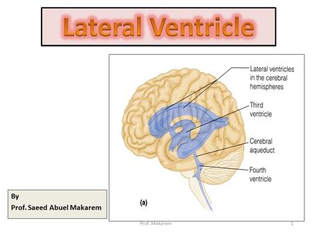 By Prof. Saeed Abuel Makarem 1Prof. Makarem. BRAIN VENTRICLES The brain is bathed by the cerebrospinal fluid (CSF) Inside the brain, there are spaces.