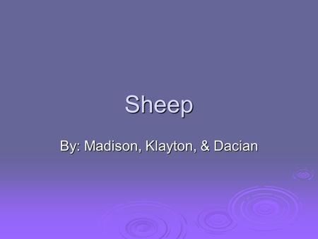 Sheep By: Madison, Klayton, & Dacian. Domara  Color: black, white, tan and red.  Size: tall in shoulders & it’s body is long and oval.  Distinguishing.