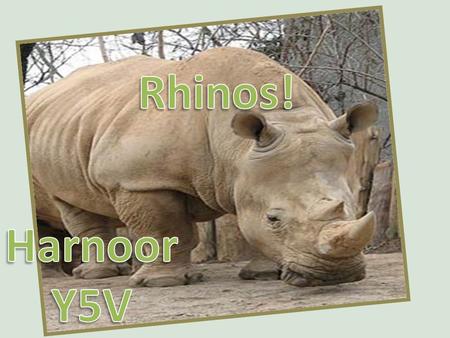 Save the wonderful rhinos, before it is too late! They need help from humans! They can NOT help themselves!