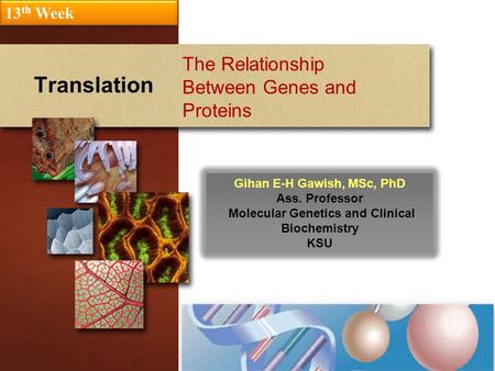Translation The Relationship Between Genes and Proteins 13 th Week Gihan E-H Gawish, MSc, PhD Ass. Professor Molecular Genetics and Clinical Biochemistry.