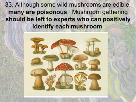 33. Although some wild mushrooms are edible, many are poisonous. Mushroom gathering should be left to experts who can positively identify each mushroom.