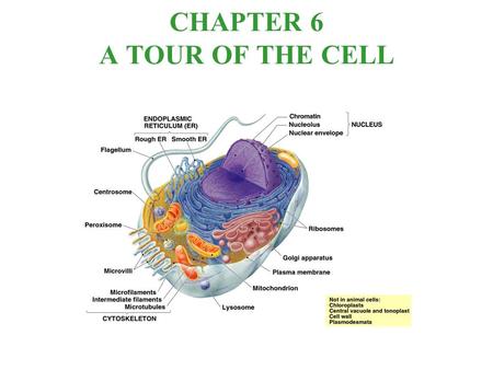 CHAPTER 6 A TOUR OF THE CELL  Cytology: science/study of cells  Light microscopy resolving power~ measure of clarity  Electron microscopy TEM ~ electron.