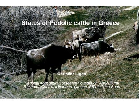 Status of Podolic cattle in Greece