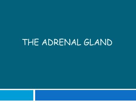 The Adrenal Gland.
