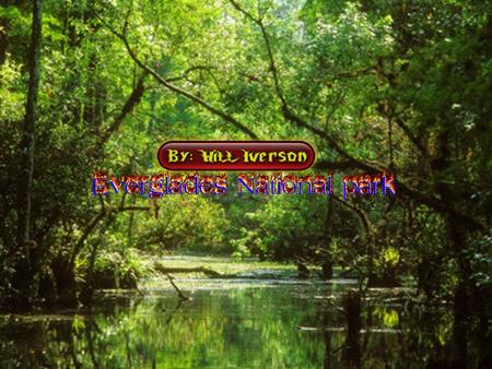 BY: WILL IVERSON. What Year Was The Everglades Made a National Park The Everglades national park was made a national park on december 5 th 1947.