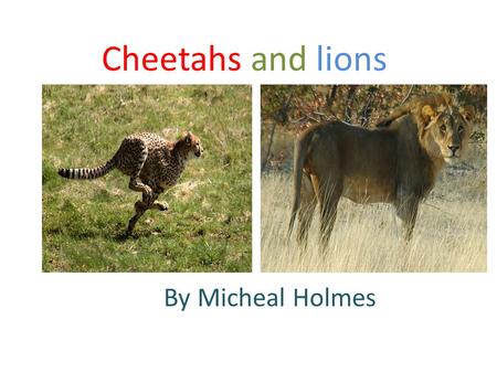 Cheetahs and lions By Micheal Holmes.