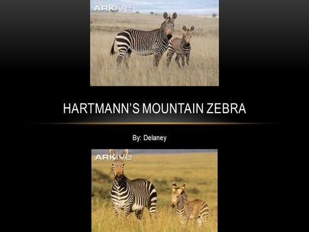 By: Delaney HARTMANN’S MOUNTAIN ZEBRA. HABITAT The Hartmann Mountain Zebra’s habitat is dry, stony mountain’s and hills.