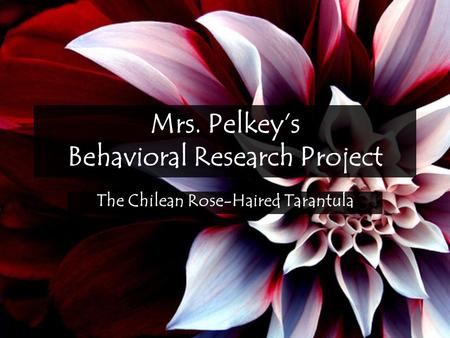 Mrs. Pelkey’s Behavioral Research Project The Chilean Rose-Haired Tarantula.