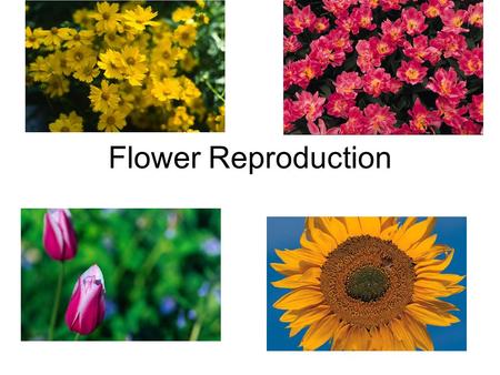 Flower Reproduction. Purpose Site of sexual reproduction.