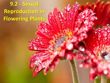 9.2 - Sexual Reproduction in Flowering Plants