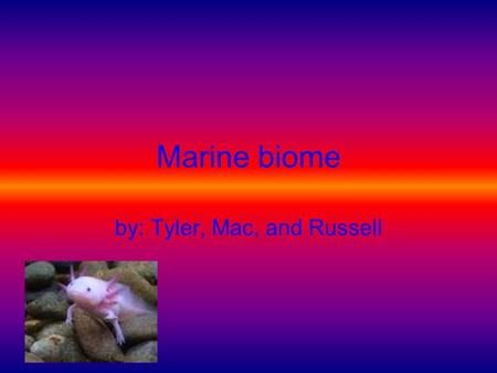 Marine biome by: Tyler, Mac, and Russell Marine animal list Sharks Whales Dolphins Seals Different kinds of fish Sea Otters Mollusks Eels Turtles.