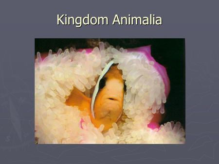 Kingdom Animalia. Review! ► Kingdom ► Phylum ► Class ► Order ► Family ► Genus ► Species.