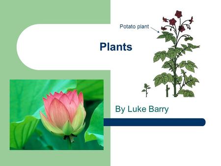 Plants By Luke Barry Potato plant. What I am finding out… How plants can be classified. The main parts of a flowering plant. Examples of flowering plants.