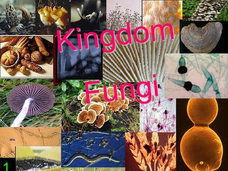 KingdomFungi 1. Fungi are important decomposers in the environment 3.