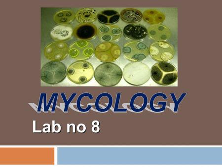 MYCOLOGY Lab no 8.