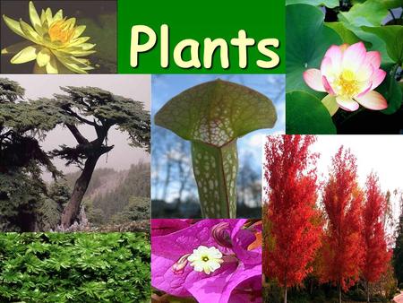 Plants. I. What is a plant?  A. A multicelluar, eukaryote that has tissues and organs with specialized functions.