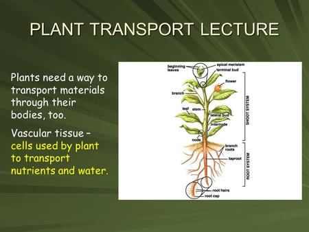 PLANT TRANSPORT LECTURE Plants need a way to transport materials through their bodies, too. Vascular tissue – cells used by plant to transport nutrients.