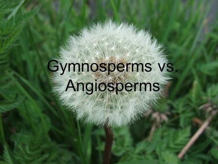Gymnosperms vs. Angiosperms