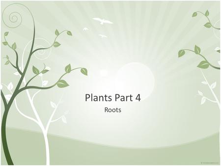 Plants Part 4 Roots.
