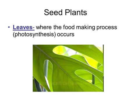 Seed Plants Leaves- where the food making process (photosynthesis) occurs.