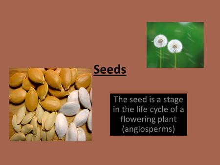Seeds The seed is a stage in the life cycle of a flowering plant (angiosperms)
