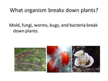 What organism breaks down plants? Mold, fungi, worms, bugs, and bacteria break down plants.