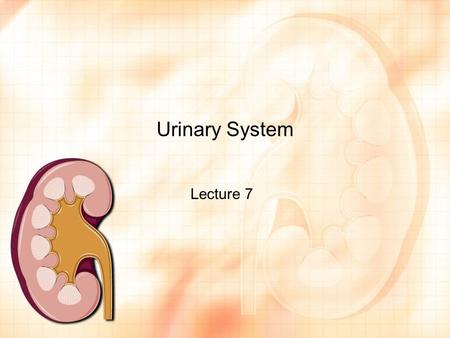 Urinary System Lecture 7. Anatomy Kidneys = bean-shaped organs, located on each side of the spinal column, removal of waste from the blood. Nephron =