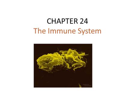 CHAPTER 24 The Immune System Pathogens Disease causing agents such as bacteria, viruses, fungi, protozoans, and other parasites. ( NOT all microorganisms.