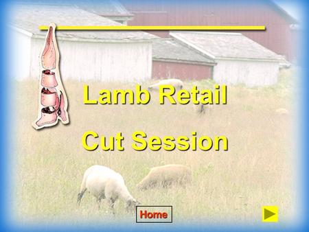 Lamb Retail Cut Session