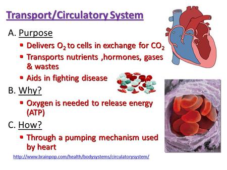 Transport/Circulatory System A. Purpose  Delivers O 2 to cells in exchange for CO 2  Transports nutrients,hormones, gases & wastes  Aids in fighting.