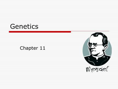 Genetics Chapter 11. History of Genetics  Gregor Mendel 1822-1884 “Father of genetics” a monk who studied inheritance traits in pea plans worked with.