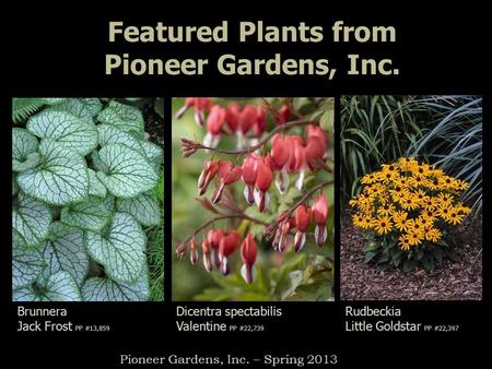 Featured Plants from Pioneer Gardens, Inc. Brunnera Jack Frost PP #13,859 Rudbeckia Little Goldstar PP #22,397 Pioneer Gardens, Inc. – Spring 2013 Dicentra.