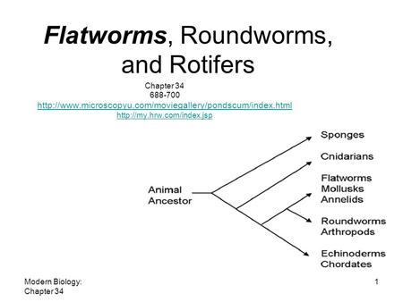 Modern Biology: Chapter 34 1 Flatworms, Roundworms, and Rotifers Chapter 34 688-700